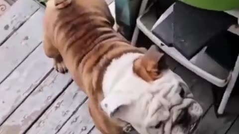 🚗🐕 Autodogs Roll Out! Watch This! | FunFM