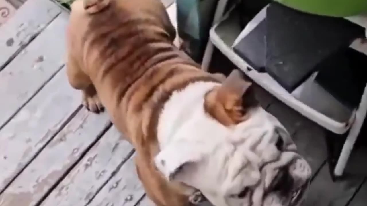 🚗🐕 Autodogs Roll Out! Watch This! | FunFM
