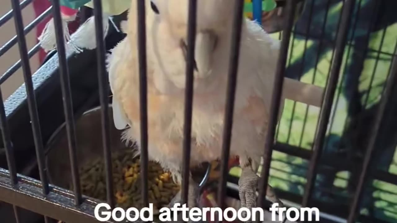 Sunny Boy, The Goffins Cockatoo