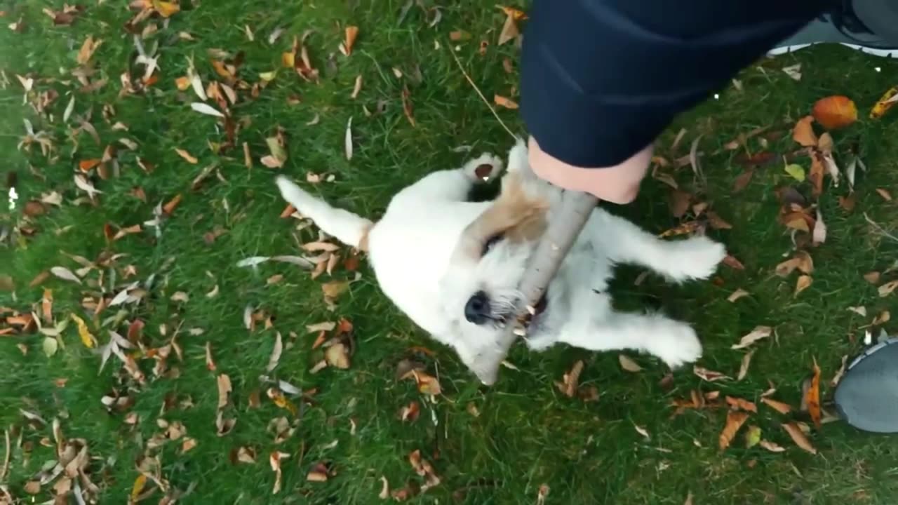 14 STRANGE Things ONLY Dogs Can See But You Can't