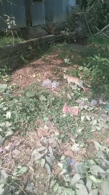 cat is funny searching