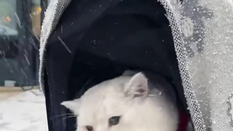 This damn weather - cat edition