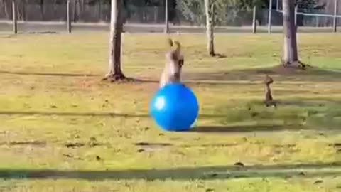 Funny pets ..................Please Follow me