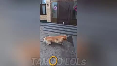 Try Not to Laugh Challenge 🤣🤣
