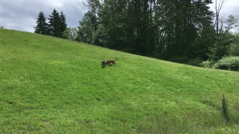 early off leash