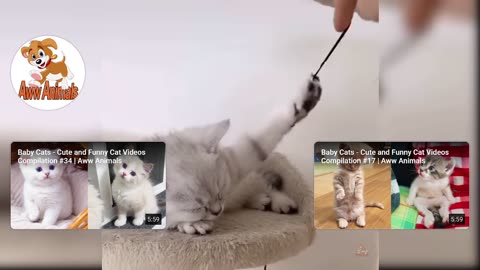 Cats enjoying life