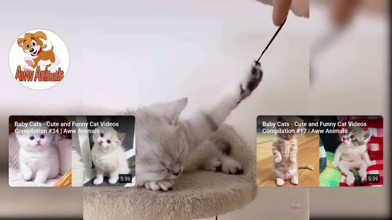 Cats enjoying life