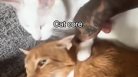 CAT CORE !!!