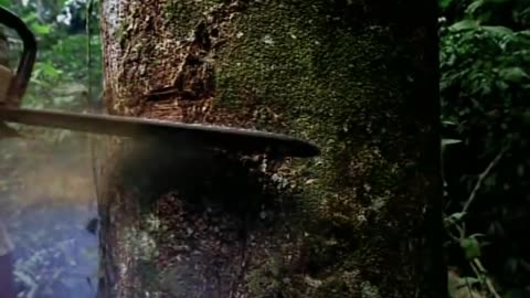 Earth song