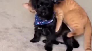 😂🐱 Cat's Purrvacy Request | FunFM