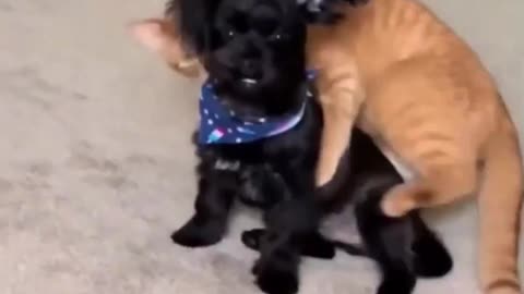 😂🐱 Cat's Purrvacy Request | FunFM
