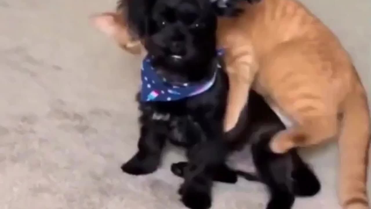 😂🐱 Cat's Purrvacy Request | FunFM