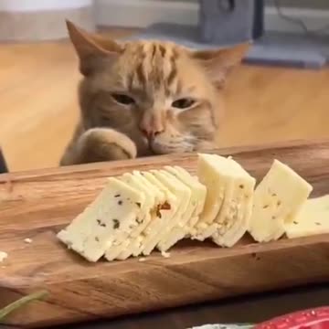 Sorry human but I gotta tax you 🤣