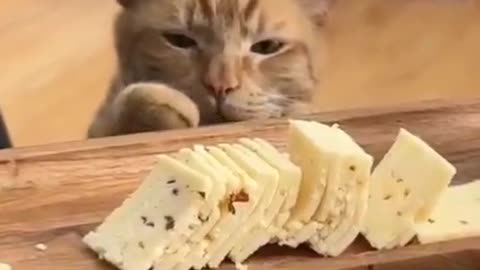 Sorry human but I gotta tax you 🤣