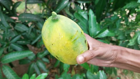 Alphonso Mango Harvest – Straight from Our Garden! 🌿🍋