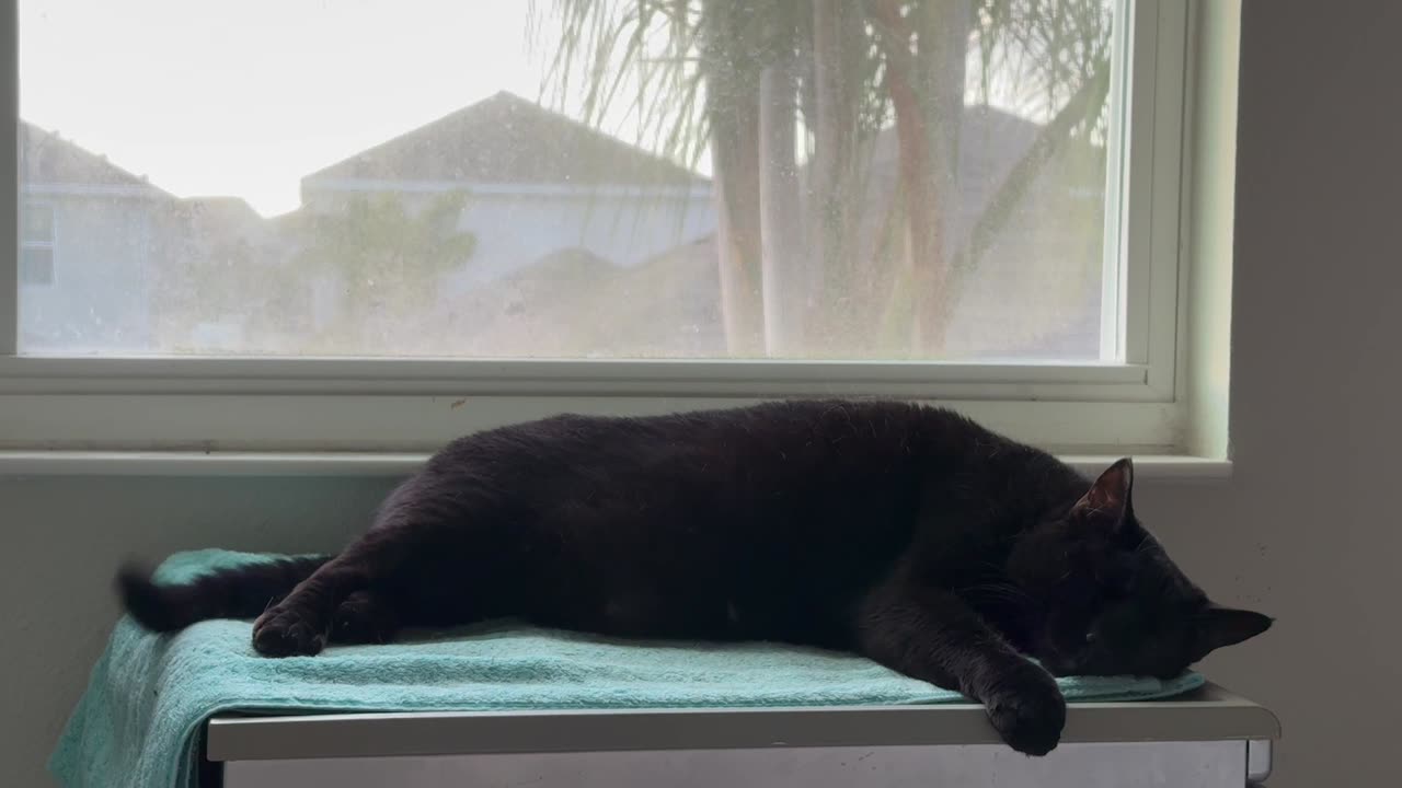 Cute Precious Piper is a Long Lounging Kitty in Her Spa - Adopting a Cat from a Shelter Vlog