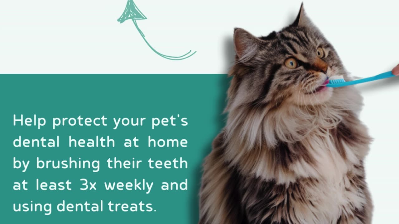 Warning Signs Your Pet Has Hidden Dental Problems
