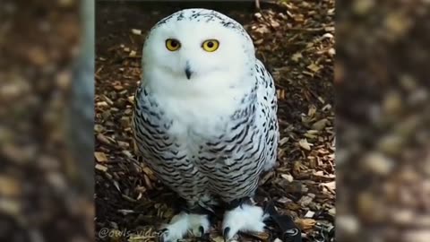 Funny animal videos