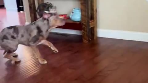 Pranking Your Dog