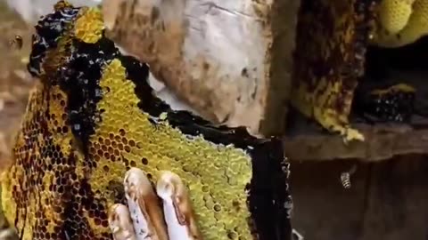 What makes this black honey so special?