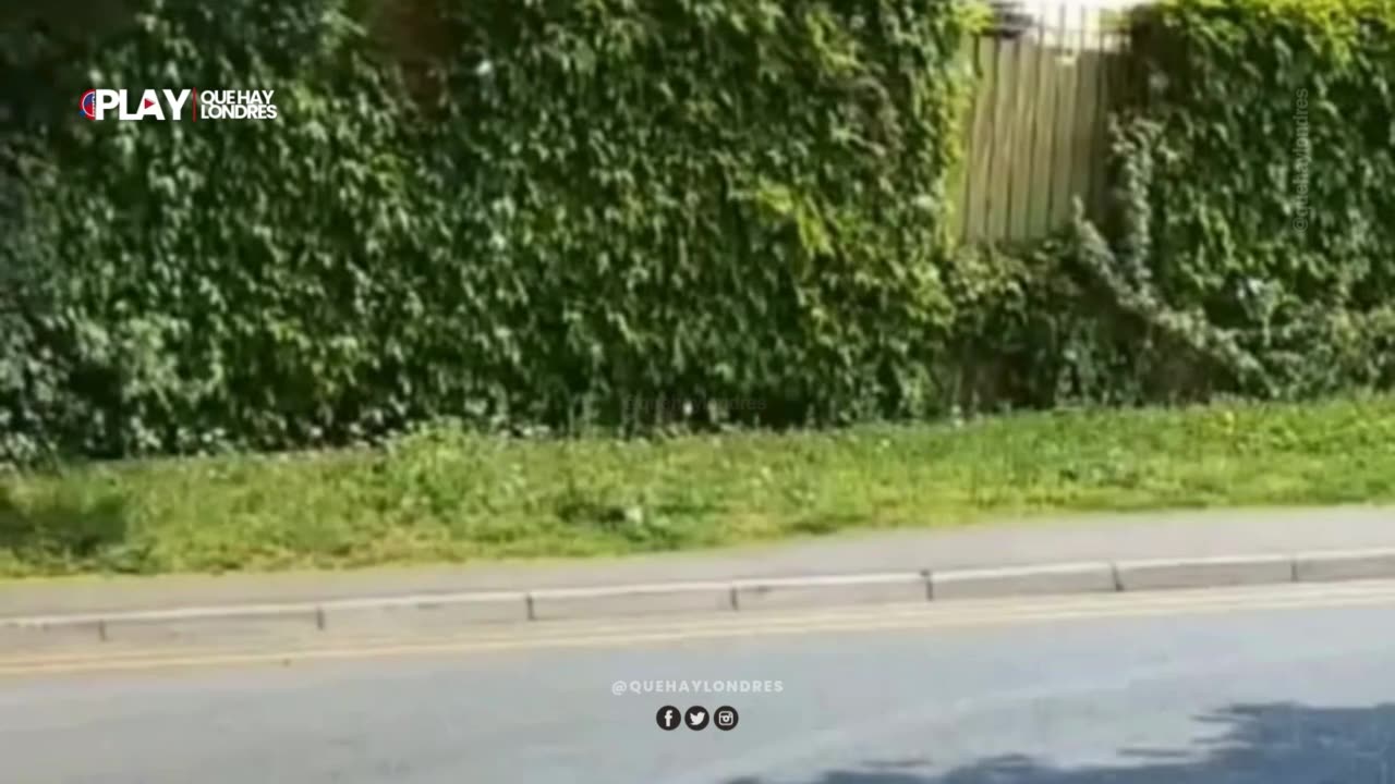 Detenidos dos adolescentes por presunto caso de crueldad animal