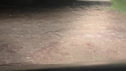 🐻😱 You Won't Believe This Bear Encounter! | FunFM