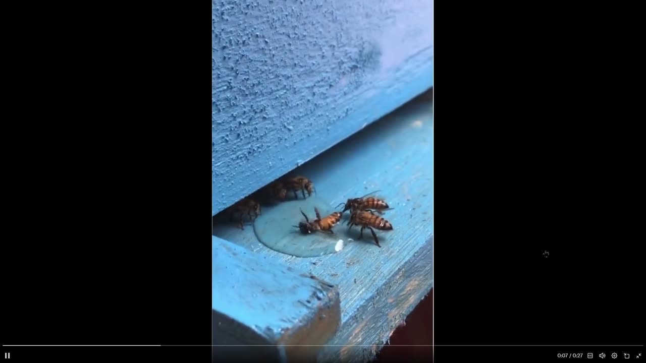 What about your friends? Bee got trapped fellow bees came to the rescue