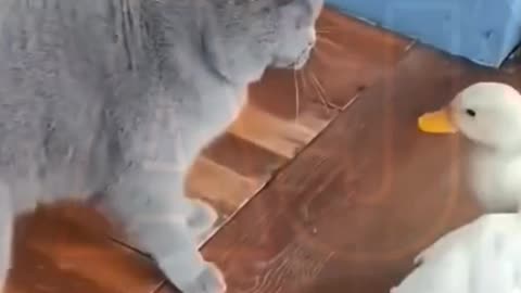 Funny video