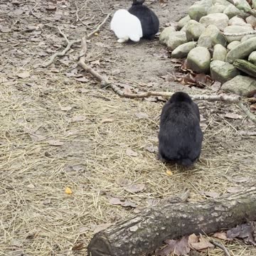 Can You Spot the Hidden Bunny? 🌳