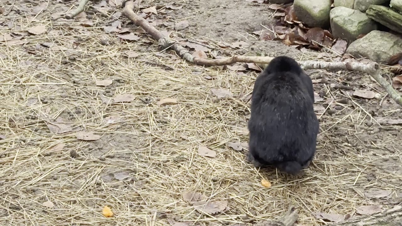 Can You Spot the Hidden Bunny? 🌳