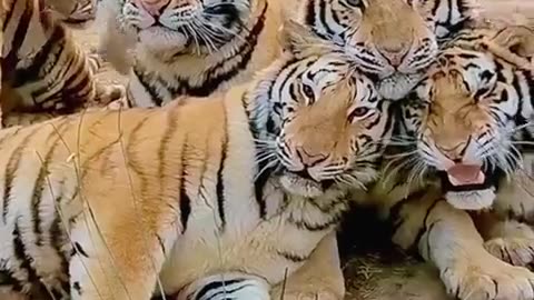 😂🐱 Big Cats Want Love Too! | FunFM