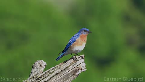 Small Birds with Names and Sounds