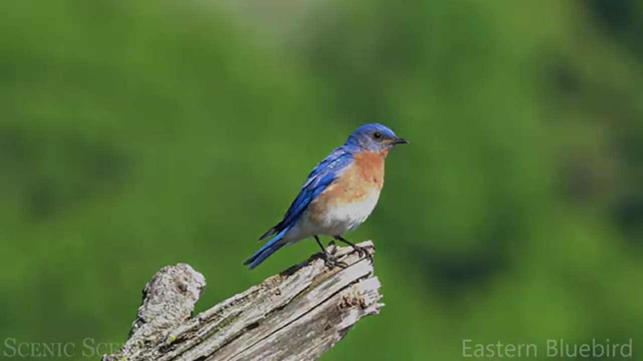 Small Birds with Names and Sounds