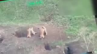 Groundhogs Didn’t Get the Ceasefire Order 😂