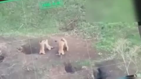 Groundhogs Didn’t Get the Ceasefire Order 😂