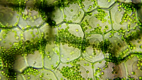 Water plant leaf 🍀🌿