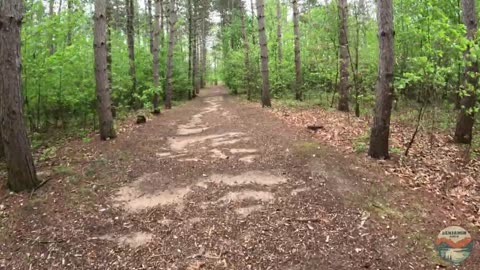 Beautiful, Stunning PINES at Wege Natural Area | Hike POV, ASMR