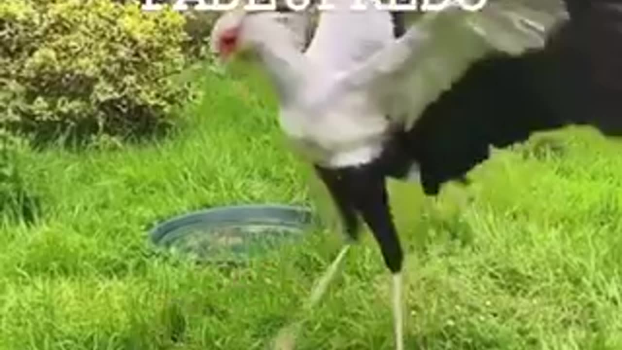 GoodMorning - FADE6FREDO