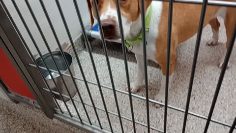 Rory-tan&white 3y A873645 Walter-black untrusting me 2y A826749 kennel 200 PACC shelter20251112626