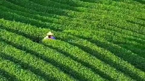 Wonderful tea plantations 🤍💚 Nature 4K videos 🌐