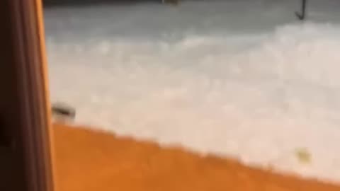 Dogs Realize They Were Playing With A Wolf in Backyard