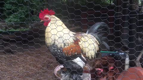 Colorful rooster crowing