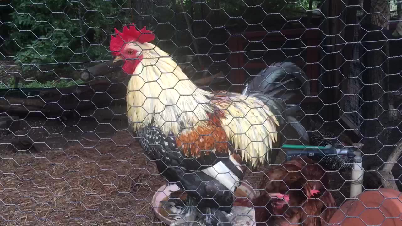 Colorful rooster crowing