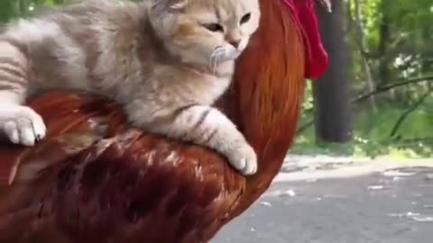 Cat and Cock