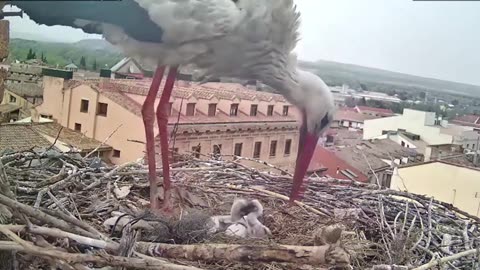 The first two chicks have hatched 🐥🐥🥰