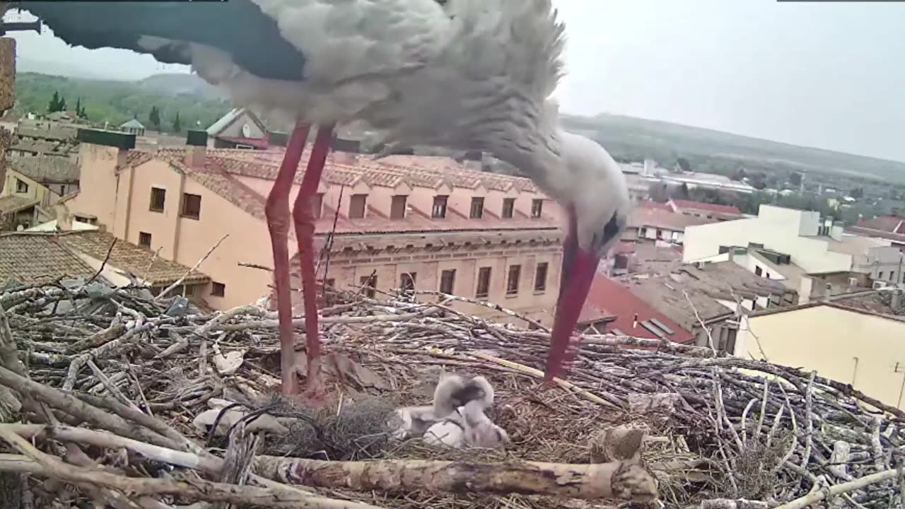 The first two chicks have hatched 🐥🐥🥰