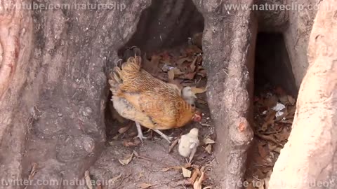 Wild Animals