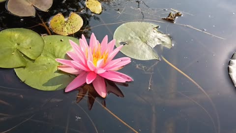Water Lily