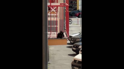 Co se může stát domácím mazlíčkům na balkóně