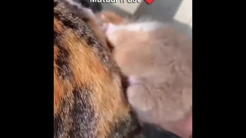 Cat-tacular LOLs: Hilarious 2025 Compilation! 🐾😹